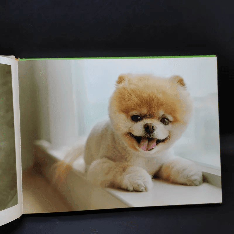 Boo The Life of the World's Cutest Dog - J.H.Lee